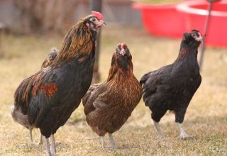 Beschreibung und Merkmale der Hühnerrasse Araucana, Zuchtmerkmale