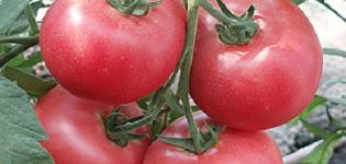 Caractéristiques et description de la variété de tomate Betalux