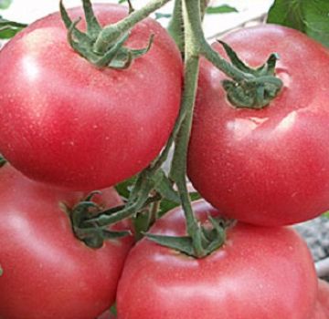 Betalux-tomaattilajikkeen ominaisuudet ja kuvaus