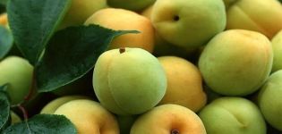 The most common reasons why apricots can shed green fruits and how to treat them