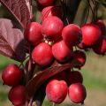 Descripción y características de las variedades de manzana ranetok, fechas de maduración y cuidado del cultivo.