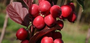 Mô tả và đặc điểm của các giống táo ranetok, ngày chín và cách chăm sóc cây trồng