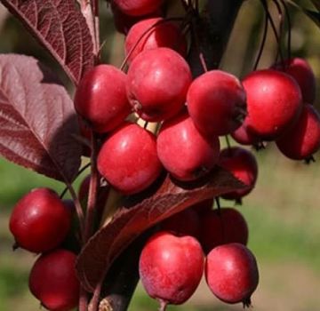 Beskrivning och egenskaper hos ranetok äppelsorter, mogna datum och grödor