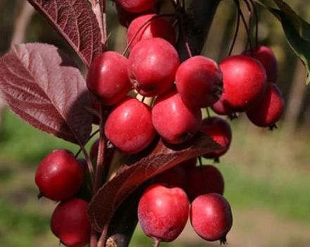 Περιγραφή και χαρακτηριστικά των ποικιλιών μήλου ranetok, ημερομηνιών ωρίμανσης και φροντίδας καλλιεργειών