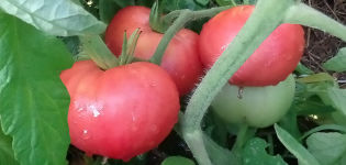 מאפיינים ותיאור של זן העגבניות הענק הוורוד, התשואה שלו