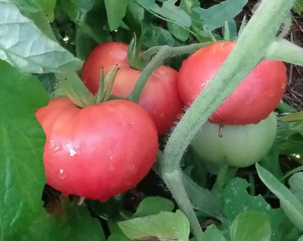 Charakteristika a opis odrody paradajok ružového obra, jej výnos