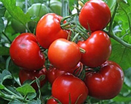 وصف صنف الطماطم فوستوك ، ميزات الزراعة والرعاية