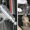 Top 14 Methoden zum Schlachten von Vieh und Schlachtkörperschneidetechnologie zu Hause