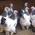 Eigenschaften und Beschreibung von Hühnern der Brahma-Rasse, Eiproduktion und -pflege