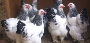 Characteristics and description of chickens of the Brahma breed, egg production and maintenance
