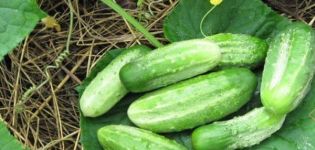 Description and characteristics of the Nezhinsky cucumber variety