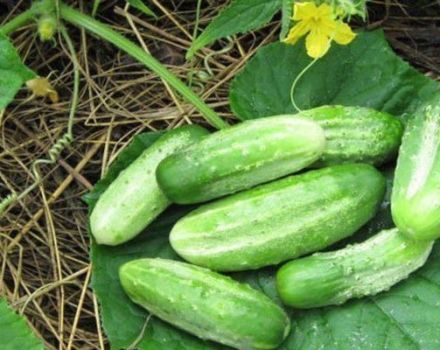 Description and characteristics of the Nezhinsky cucumber variety
