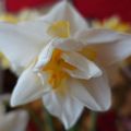 Descrizione e caratteristiche della varietà, piantagione e cura del narciso White Lyon