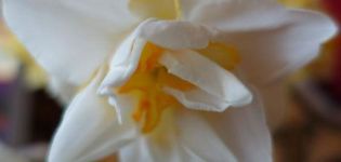 Description and characteristics of the White Lyon daffodil, planting and care