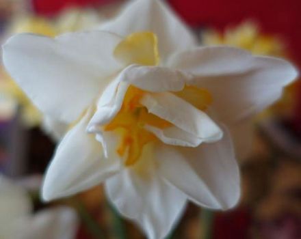 Paglalarawan at mga katangian ng iba't-ibang White Lyon daffodil, pagtatanim at pangangalaga