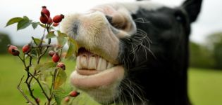 Was Sie ein Pferd füttern können und was nicht und welche Regeln für die Erstellung einer Diät gelten