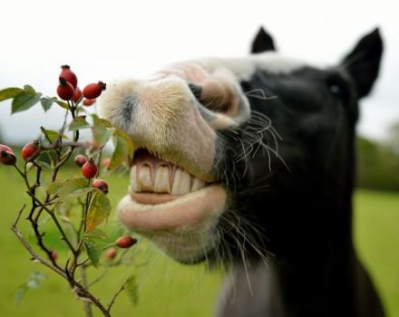 What you can and cannot feed a horse and the rules for compiling a diet