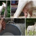 What to do and how to treat a goat if it eats poorly and gives little milk and the reasons