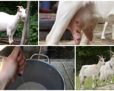 Hvad man skal gøre, og hvordan man behandler en ged, hvis den spiser dårligt og giver lidt mælk og årsagerne