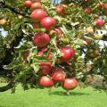 Opis i izgled Berkutovskoe stabla jabuka, uzgoj i njega