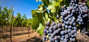 Description and characteristics of Moldova or Black Prince grape variety and crop care