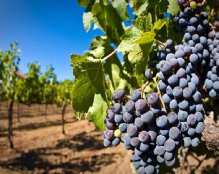 Opis i karakteristike sorte vinove loze Moldavije ili Crnog princa i njege usjeva