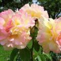 Descripció de la varietat de roses Gloria Day, plantació, cultiu i cura