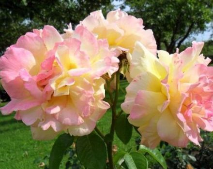Description of the Gloria Day rose variety, planting, growing and care