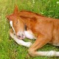 Com i quant dormen els cavalls i com es poden crear condicions òptimes per al seu descans