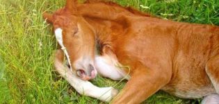 Kako i koliko konji spavaju i kako stvoriti optimalne uvjete za svoj odmor