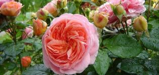 Περιγραφή της ποικιλίας τριαντάφυλλου Chippendale, φύτευση και φροντίδα, έλεγχος ασθενειών