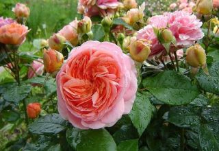 Descripción de la variedad de rosa Chippendale, plantación y cuidado, control de enfermedades.