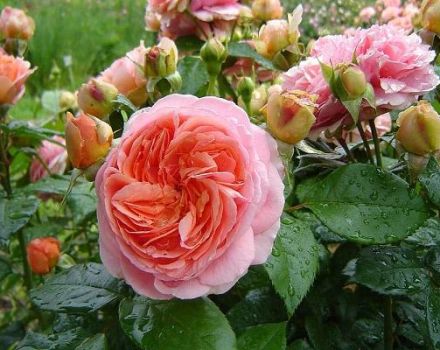 Descripció de la varietat de roses Chippendale, plantació i cura, control de malalties