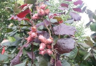 Descrierea și caracteristicile alunului cu frunze roșii, plantarea și îngrijirea, reproducerea