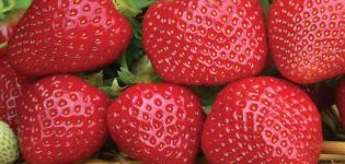Beskrivelse og karakteristika for jordbærsorten Sensation, voksende regler