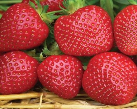 Descrierea și caracteristicile soiului de căpșuni Senzatie, reguli de creștere