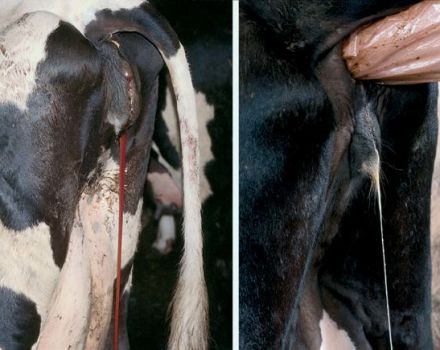 Causes et symptômes de la vaginite chez les vaches, traitement et prévention du bétail