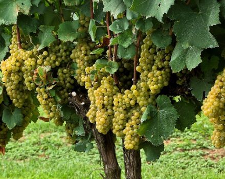 Descrierea și caracteristicile soiului de struguri Chardonnay, duritatea de iarnă și cerințele pentru cultivare