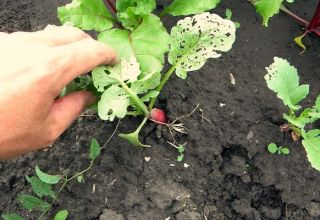 Description of pests of radish (radish) and the fight against them