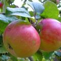 Omenapuulajikevalikoiman ominaisuudet Renet Chernenko, kuvaus ja viljelyalueet