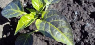 Hvad skal man gøre, hvis en peber har lilla blade i et drivhus eller åbent felt