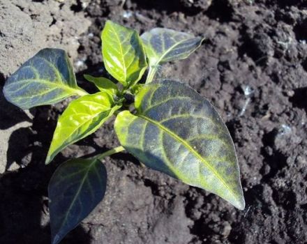 What to do if a pepper has purple leaves in a greenhouse or open field