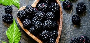 Mga paglalarawan at mga katangian ng mga blackberry varieties Thornless Evergreen, pagpaparami, pagtatanim at pangangalaga