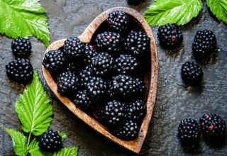 Description and characteristics of blackberry varieties Thornless Evergreen, reproduction, planting and care