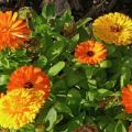 Calendula varieties with description, cultivation and propagation methods