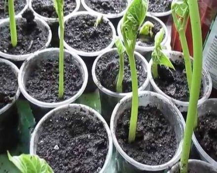 Cách trồng đậu tại nhà đúng cách, từng bước cho người mới bắt đầu