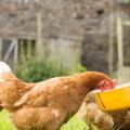 Cum se oferă ulei de pește lichid și capsulă găinilor ouătoare, reguli de dozare