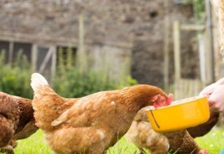 How to give liquid and capsule fish oil to laying hens, dosage rules