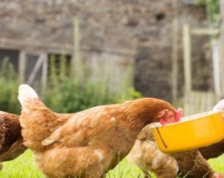 Yumurtacı tavuklara sıvı ve kapsül balık yağı nasıl verilir, dozaj kuralları