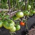 Opis sorte rajčice Masni susjed, njegove karakteristike i prinos